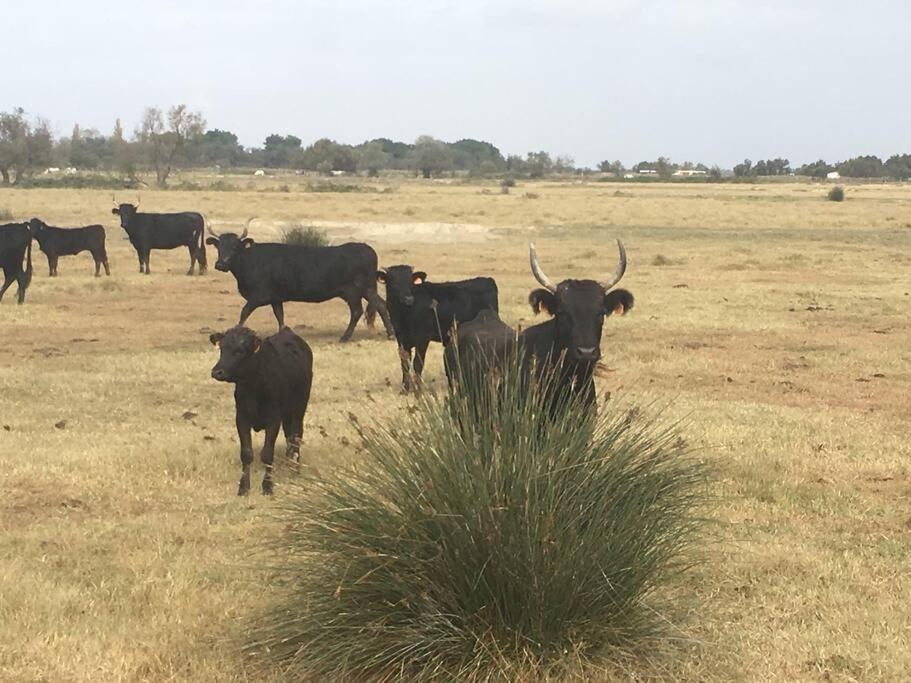 "Le Nature" Camargue Jardin Арль Экстерьер фото