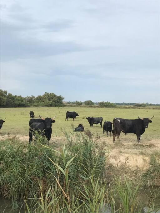 "Le Nature" Camargue Jardin Арль Экстерьер фото